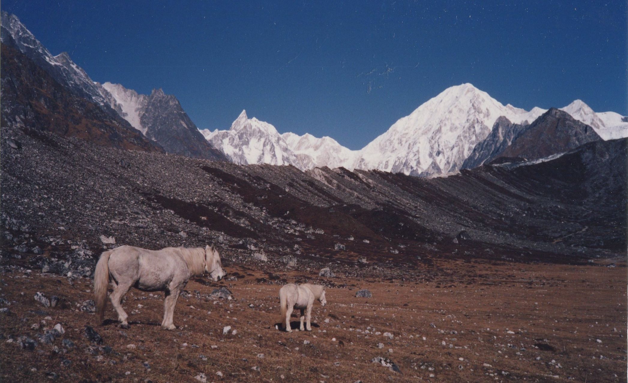 Himlung Himal ( 7126m ) in The Peri Himal from Phedi beneath the Larkya La