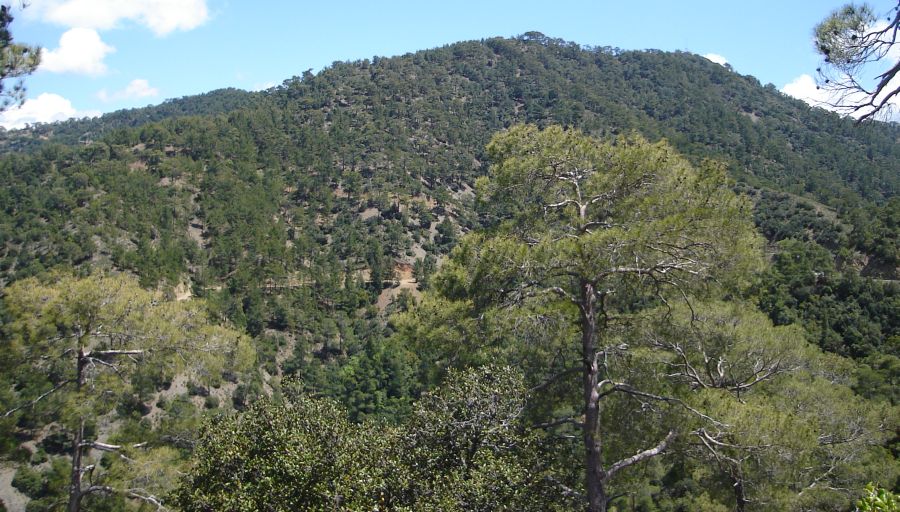 Cyprus Cedar tree ( Cedrus brevifolia ) in Cedar Valley