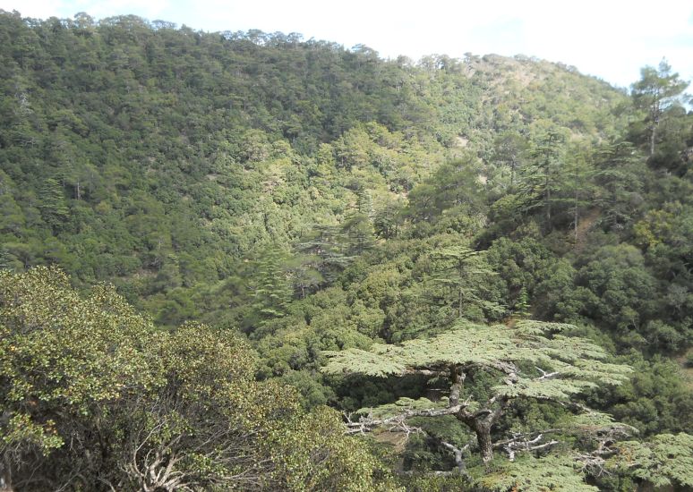 Forested hillsides of Cedar Valley