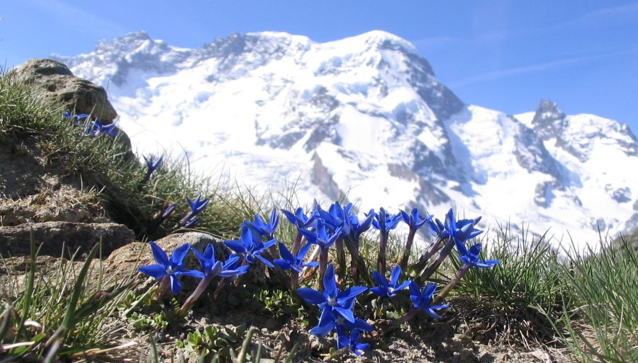 Breithorn above Zermatt