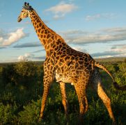 http://www.safariintanzania.net/