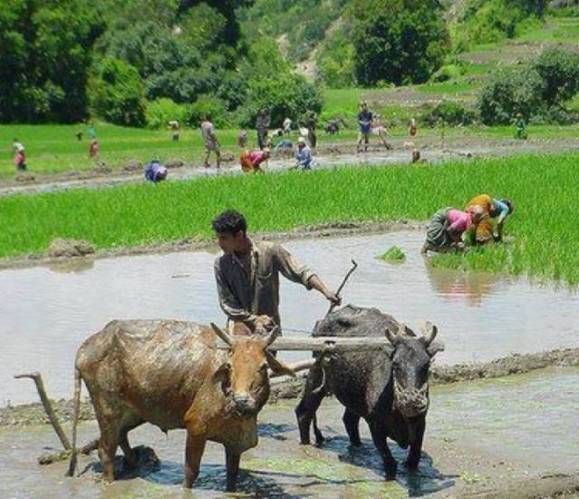 Buffalo plough in rice paddy