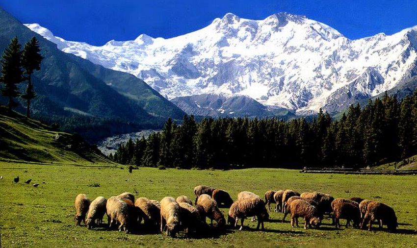 North ( Rakhiot ) Face of Nanga Parbat from Fairy Meadows