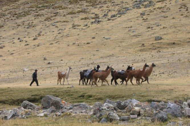 Llamas, Huanacpatay in the Cordillera Huayhuash of the Peru Andes