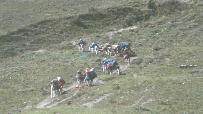 Pack pony train on trek in the Andes of Peru