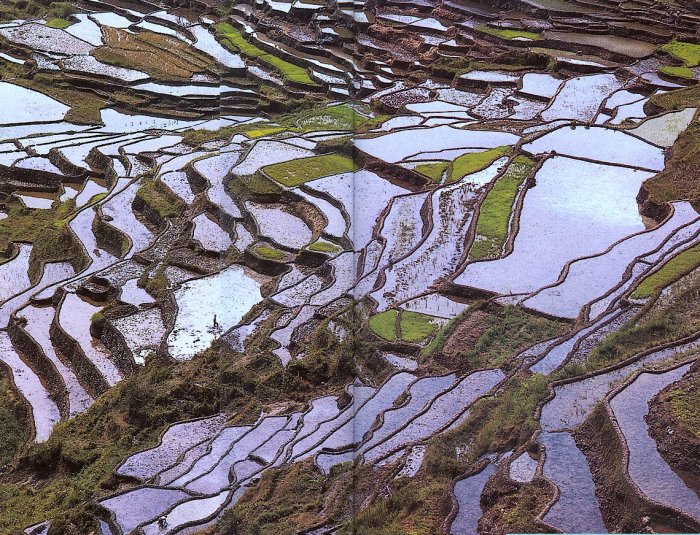 Rice terraces at Banaue in the Philippines