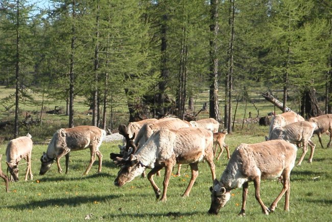 Reindeer in Finnish Lapland