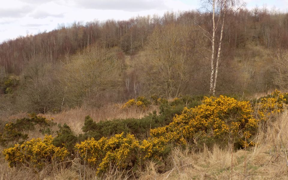 Broom in Calderwood Country Park