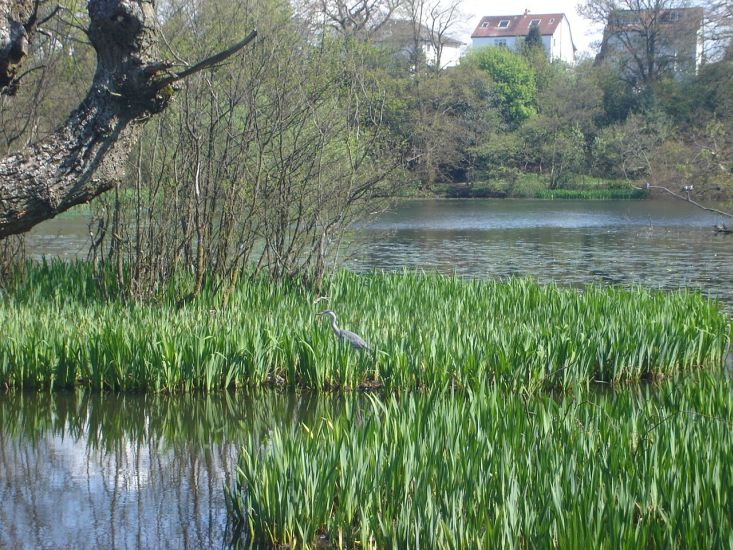 Kilmardinny Loch in Bearsden