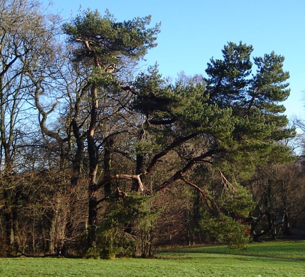 Scots Pine at Kilmardinny Loch