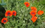 DSC00735.JPG