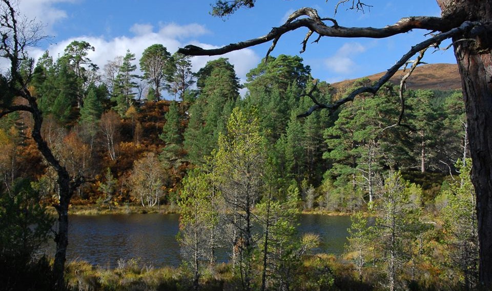 Glen Affric