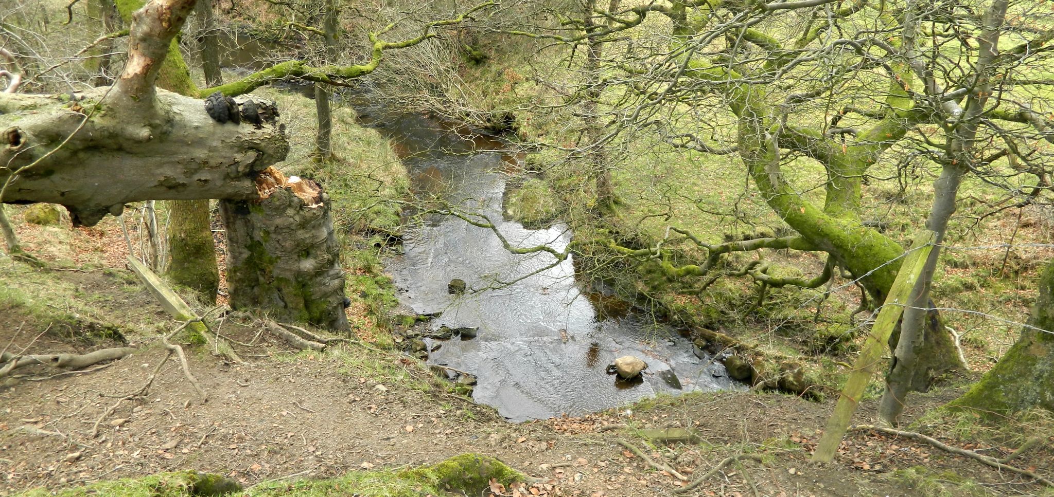 Walton Burn