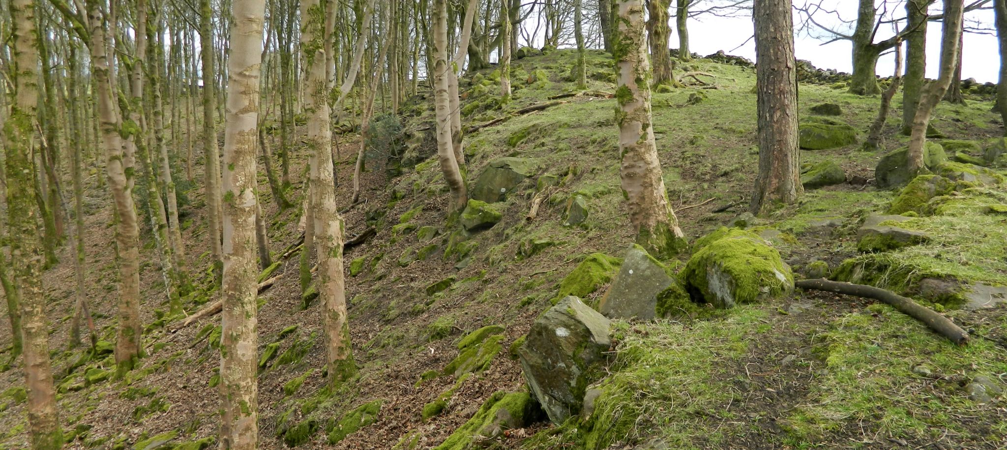 Woods above Walton Burn