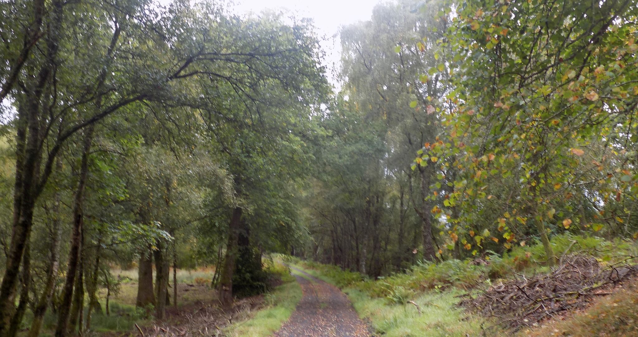 Track through Dualt Glen
