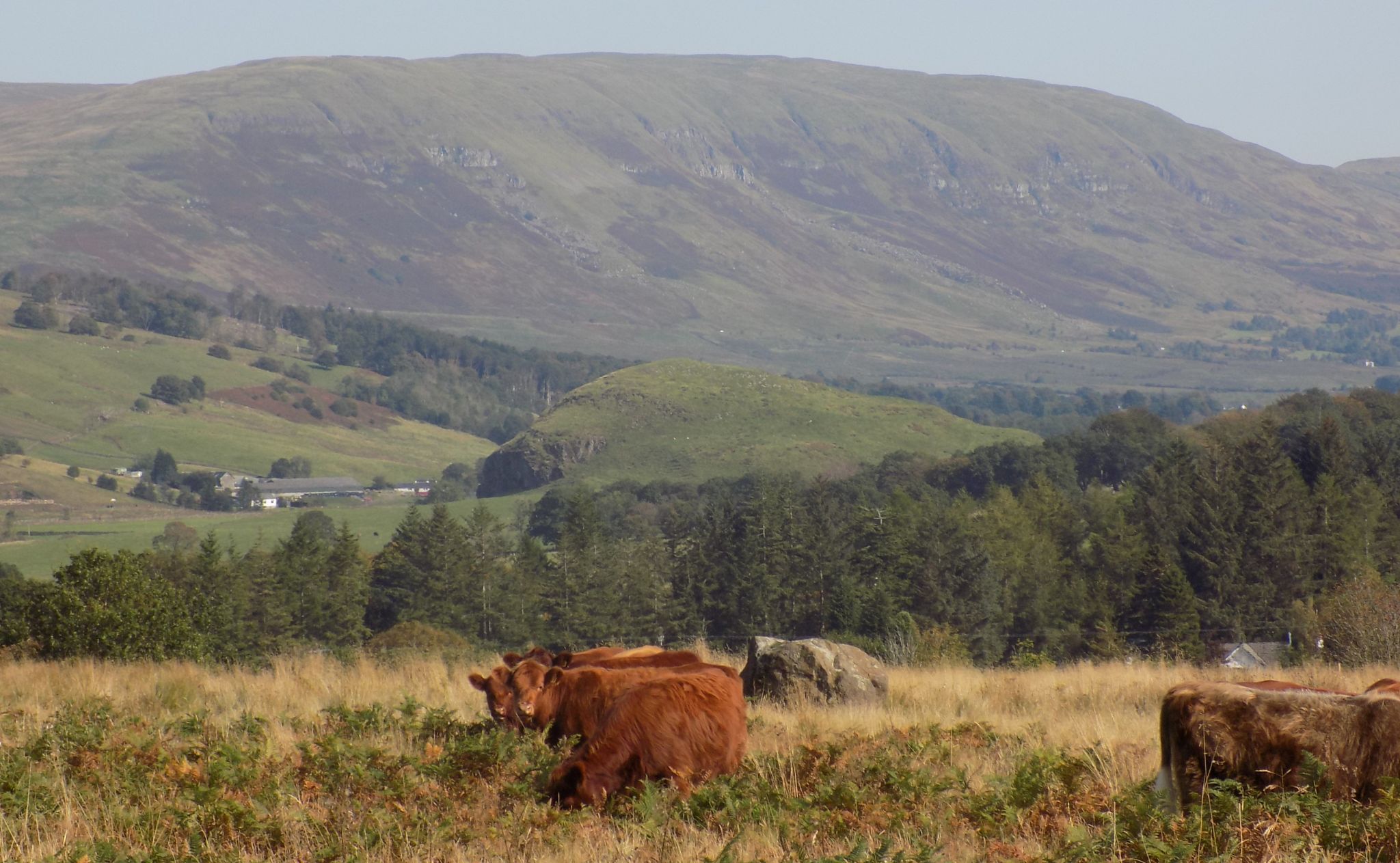 The Campsie Fells from Dumbrock Muir