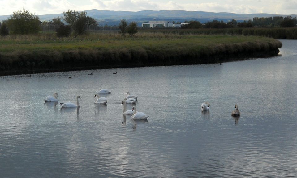 Swans in the Black Cart Water at Inchinnan / Renfrew