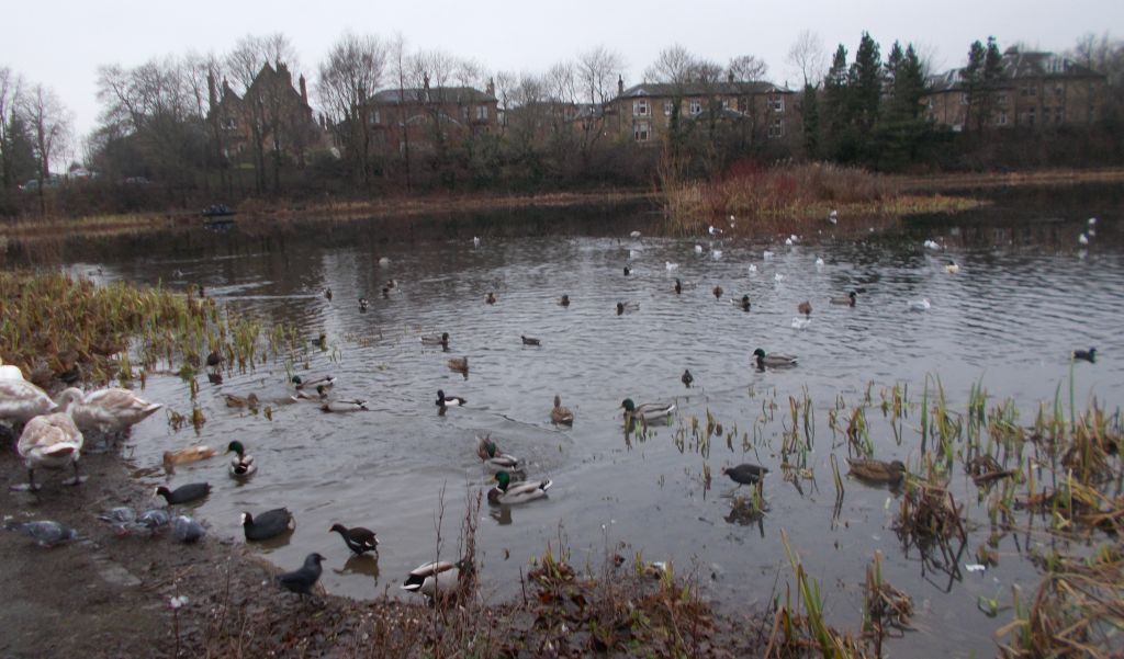 Bingham's Pond in Great Western Road