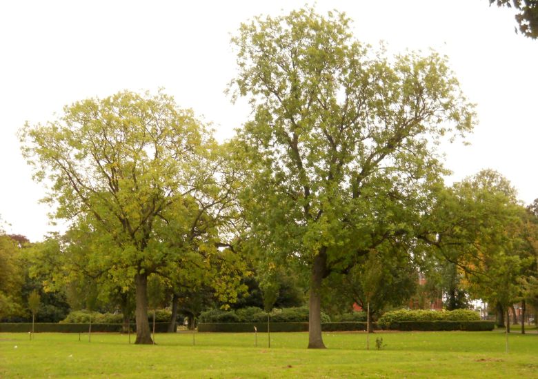 Trees and lawn in Elder Park