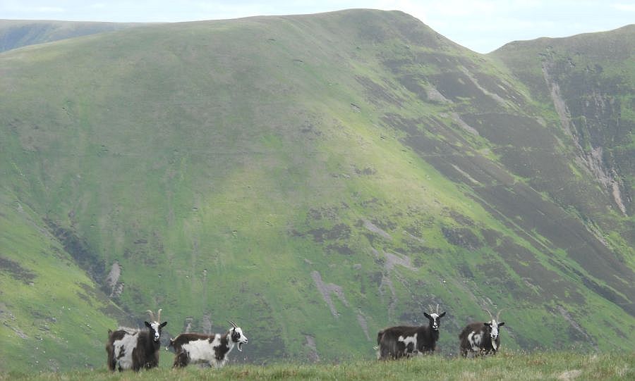 Goats on Swatt Fell