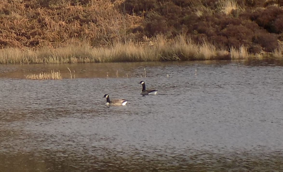 Geese in Lochan above Greenan Glen