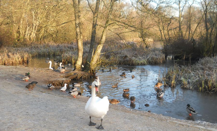 Swan and ducks at Kilmardinny Loch in Bearsden