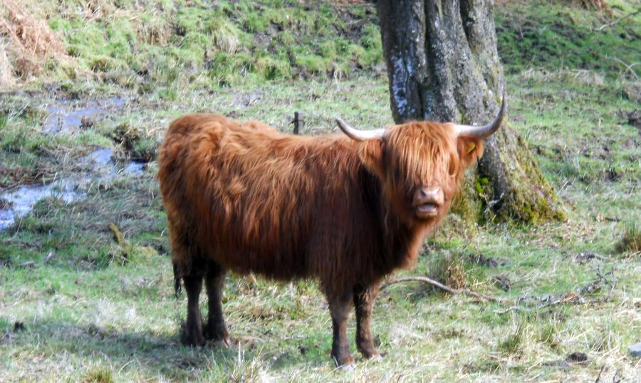 Highland Cow