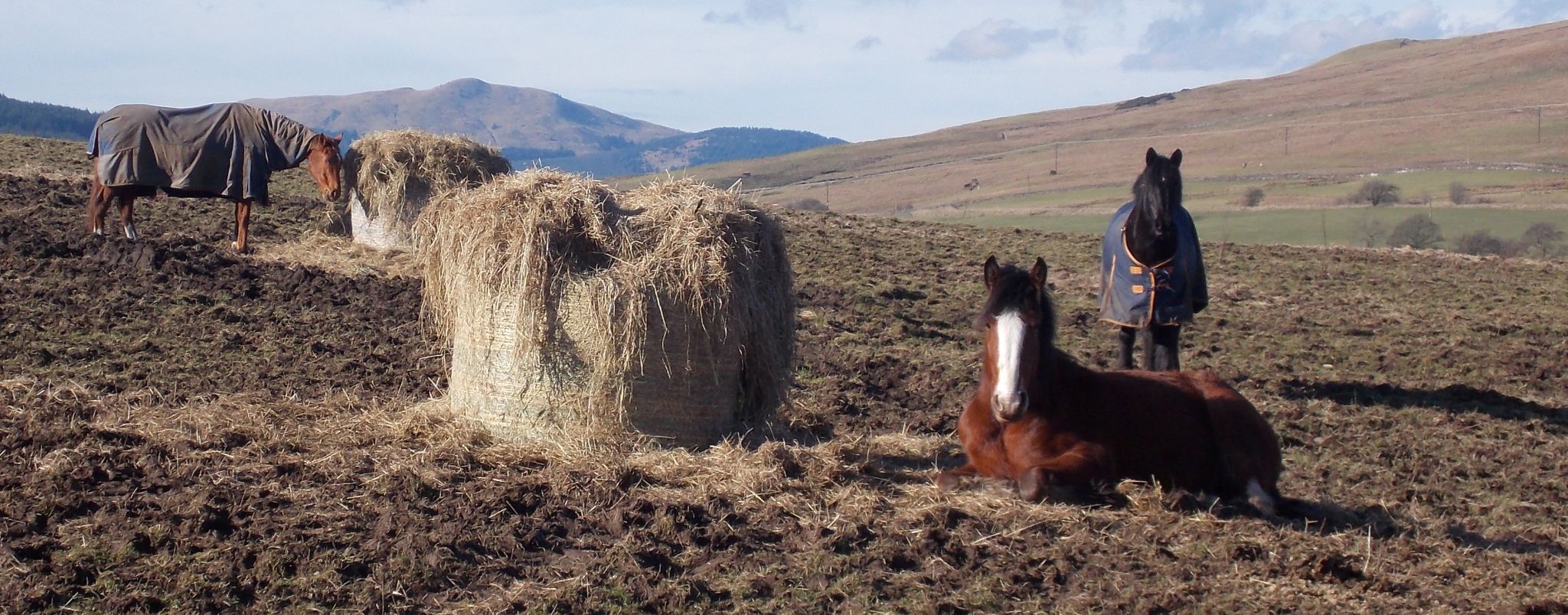 Horses at Auchen Hill Stud Farm