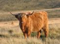 highland_cow.jpg