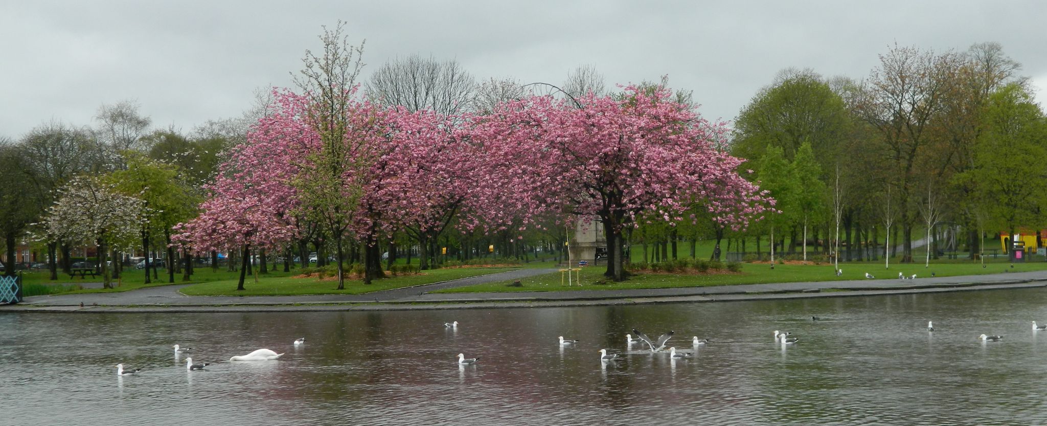 Nature Pond in Victoria Park in Glasgow