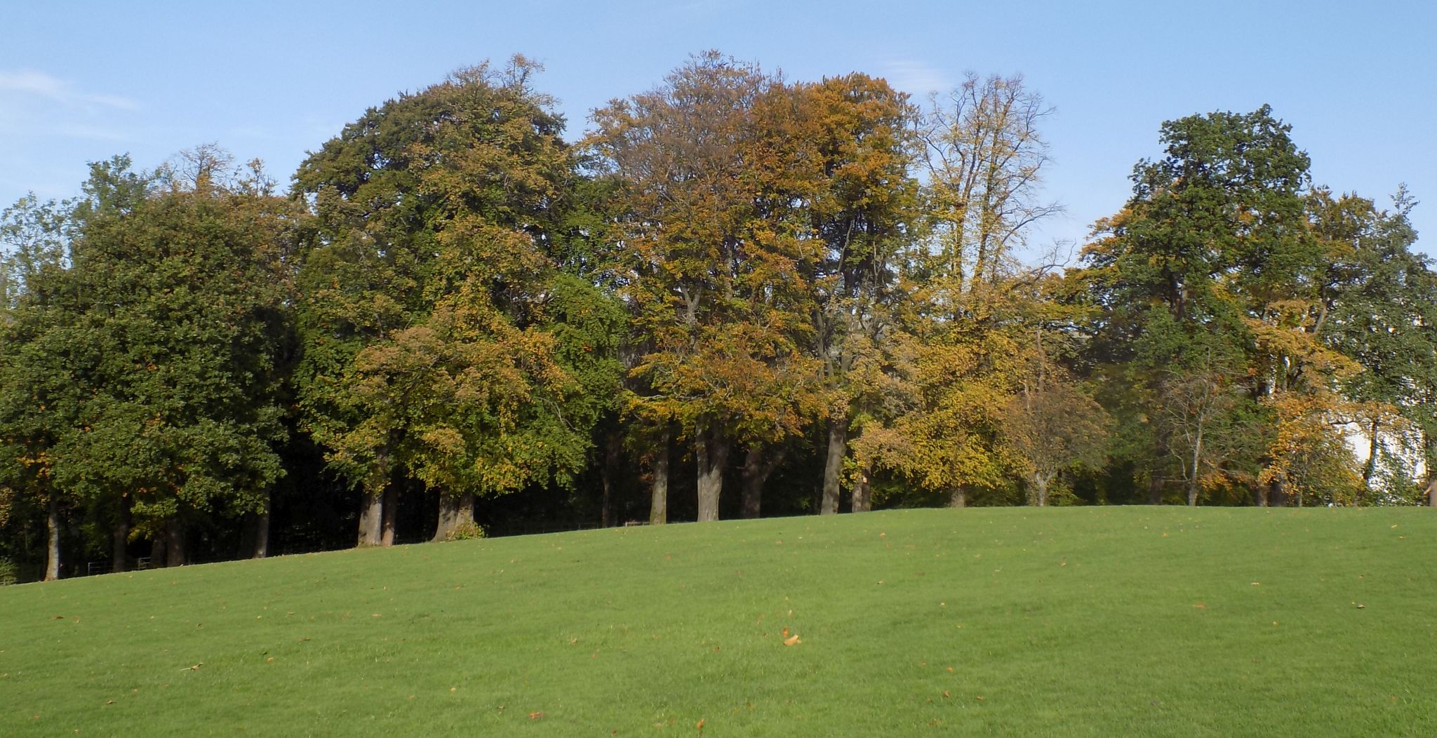 Trees in Dalmuir Park