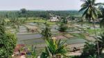 Padang_rice_paddies.jpg